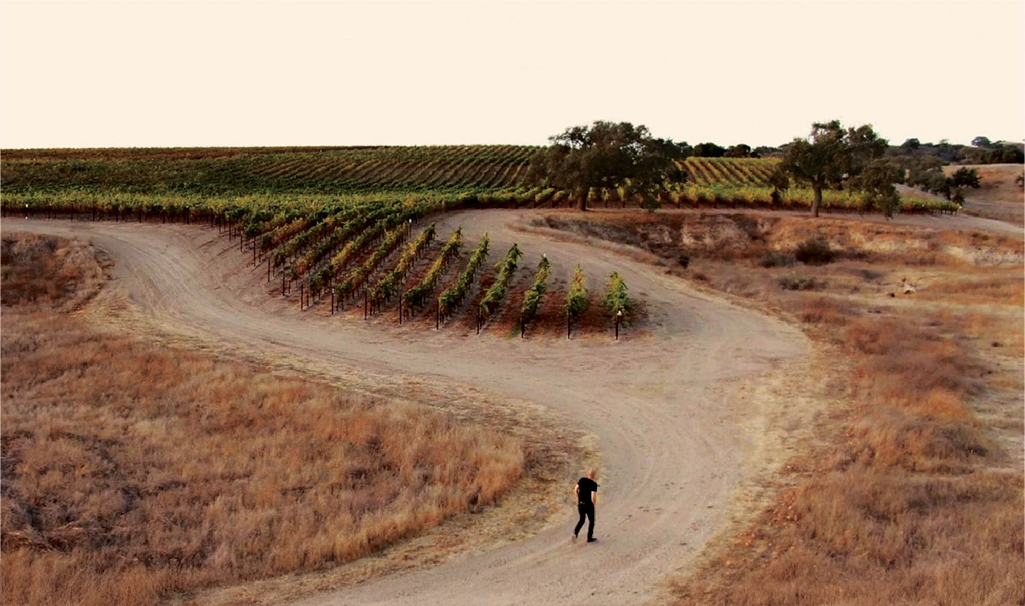 Greg Brewer walking in a vineyard